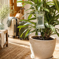 Planta regándose sola mientras estás de viaje